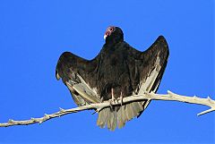 Turkey Vulture